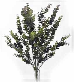 Eucalyptus